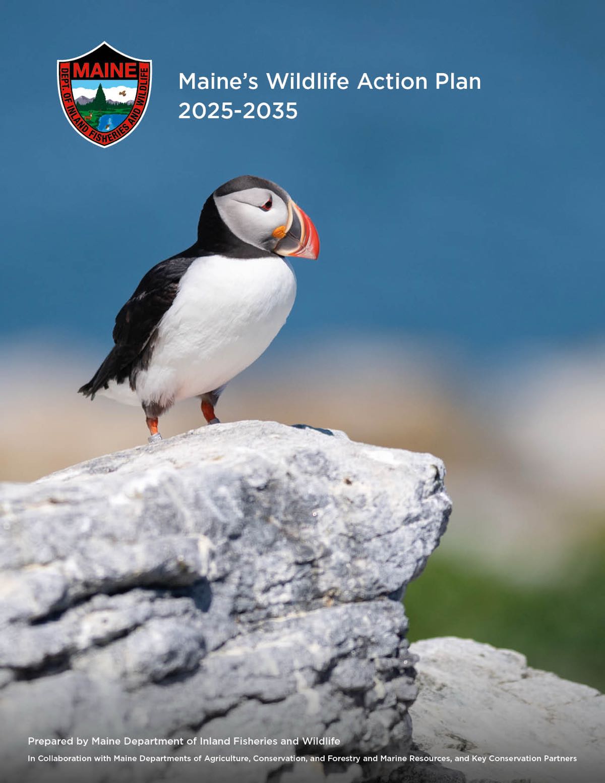 Atlantic puffin with bird band on right leg standing on a cliff with the ocean blurred in background, MDIFW logo, text that reads Maine's Wildlife Action Plan 2025-2035, Prepared  by MDIFW in collaboration with conservation partners